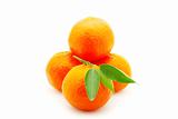  tangerine