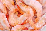  shrimp background 