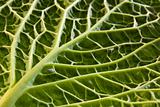 Cabbage leaf underside