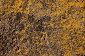 yellow lichens and black stone background