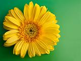 Yellow flower gerbera