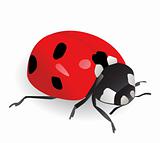Vector illustration of a ladybug