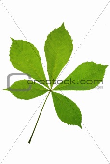 leaf chestnut