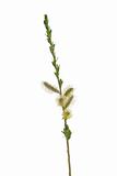 willow's twig with flowers on white background