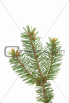 spruce's twig on white background