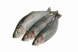 three fresh herrings 