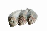 three fresh herrings 