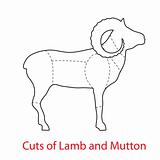 Cuts-of-Lamb-and-Mutton