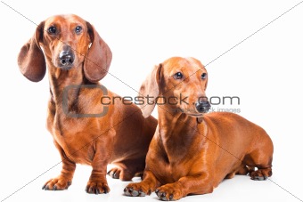 Two Dachshund Dogs