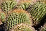 Golden Barrel Cactus - Echinocactus grusonii 