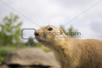 Prairie Dog Close Up