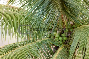 Palm Tree with Coconuts