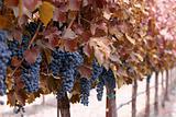 Autumn winery