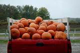Truck Load of Pumpkins