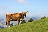 Cow grazing in Asturias