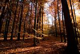Dark Autumn Forest