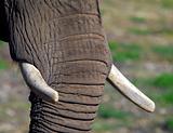 Elephants (Elephantidae) 