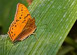  monarch butterfly