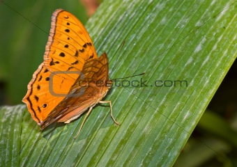  monarch butterfly