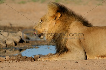 African lion drinking   