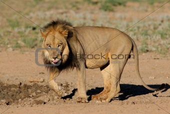 Black-maned African lion 