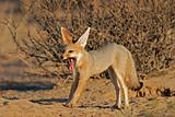 Cape fox (Vulpes chama)