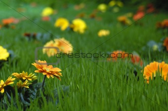 Flowers in the grass
