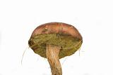 wilde mushroom