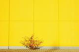 Yellow wall