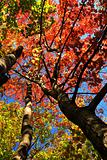 Autumn maple trees