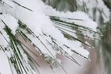 Snow on pine needles