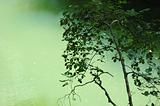 Tree branches lake