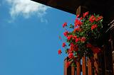 red flower balcony