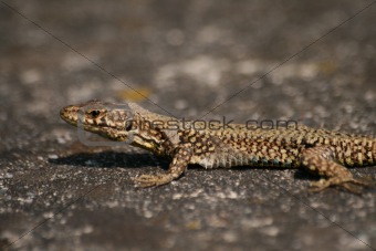 lizard 2