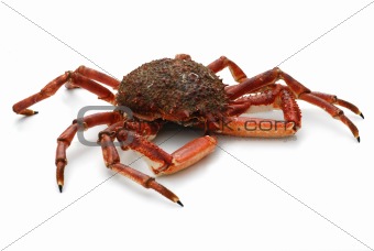 spider crab isolated on a white background