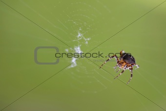 Cross spider