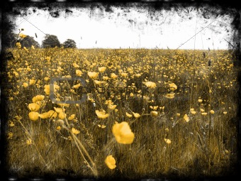 Decayed Buttercup Fields