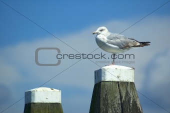Relaxing Seagull