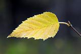 Yellow Leaf Macro