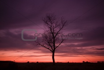 Sunset with a tree