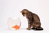 Home cat and a gold fish.