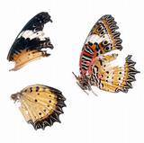 Scan of Butterfly wings
