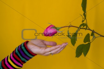 Receiving a flower