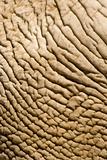 elefant skin