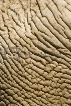 elefant skin