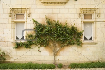 Tree between windows