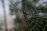Morning Web of Dew