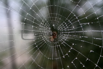 Morning Web of Dew