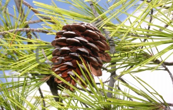 Brown pine cone