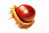 Chestnut in shell